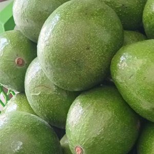 Fresh Indonesian Hass avocado ready for export wholesale shipment